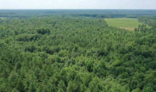 Photo #23 of SOLD property in Off Adcock Road, Enfield, NC 58.0 acres