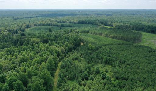Photo #25 of SOLD property in Off Adcock Road, Enfield, NC 58.0 acres