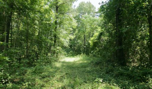 Photo #28 of SOLD property in Off Adcock Road, Enfield, NC 58.0 acres