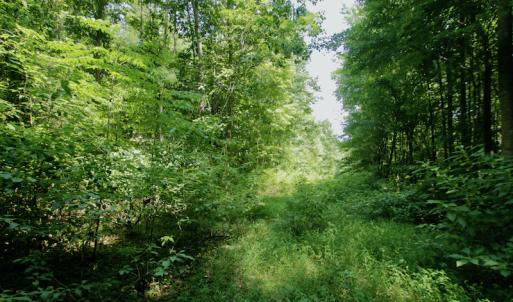 Photo #29 of SOLD property in Off Adcock Road, Enfield, NC 58.0 acres