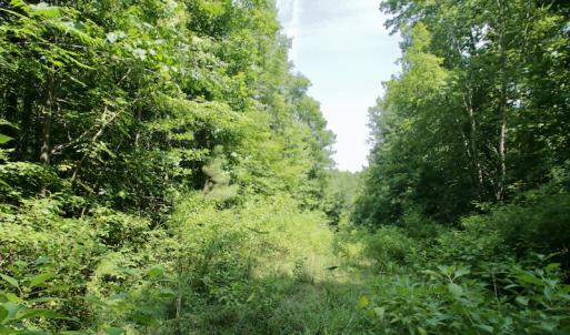 Photo #30 of SOLD property in Off Adcock Road, Enfield, NC 58.0 acres
