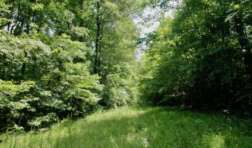 Photo #32 of SOLD property in Off Adcock Road, Enfield, NC 58.0 acres