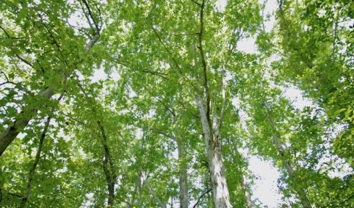 Photo #34 of SOLD property in Off Adcock Road, Enfield, NC 58.0 acres