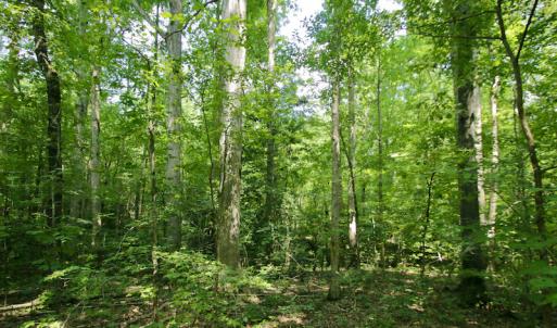 Photo #35 of SOLD property in Off Adcock Road, Enfield, NC 58.0 acres