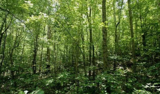 Photo #37 of SOLD property in Off Adcock Road, Enfield, NC 58.0 acres