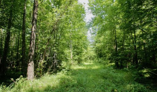 Photo #39 of SOLD property in Off Adcock Road, Enfield, NC 58.0 acres