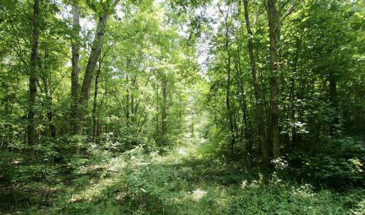 Photo #42 of SOLD property in Off Adcock Road, Enfield, NC 58.0 acres