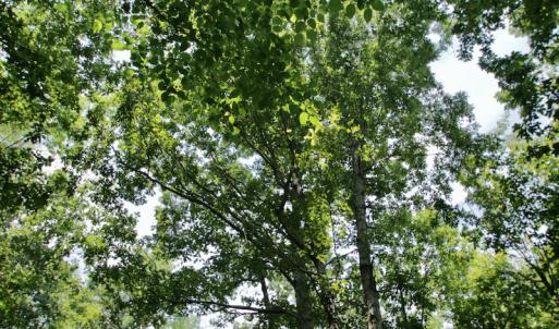 Photo #44 of SOLD property in Off Adcock Road, Enfield, NC 58.0 acres