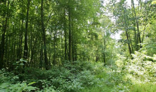 Photo #46 of SOLD property in Off Adcock Road, Enfield, NC 58.0 acres