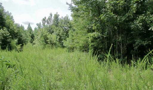 Photo #47 of SOLD property in Off Adcock Road, Enfield, NC 58.0 acres