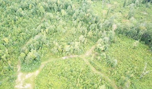 Photo #4 of SOLD property in Off Shippings Road, McKenney, VA 47.5 acres