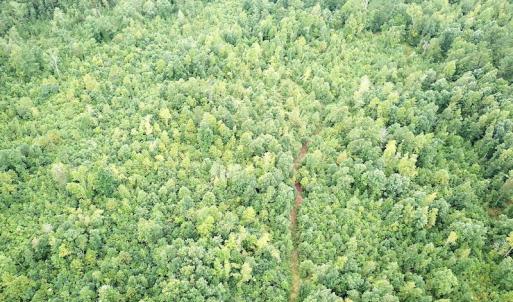 Photo #5 of SOLD property in Off Shippings Road, McKenney, VA 47.5 acres