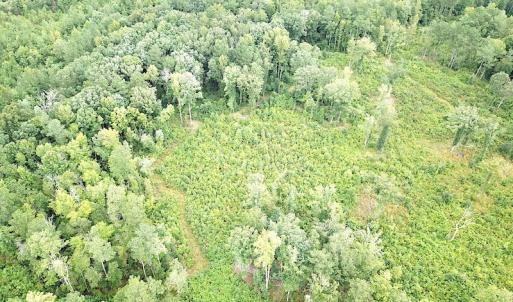 Photo #7 of SOLD property in Off Shippings Road, McKenney, VA 47.5 acres