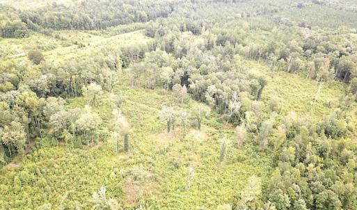 Photo #8 of SOLD property in Off Shippings Road, McKenney, VA 47.5 acres