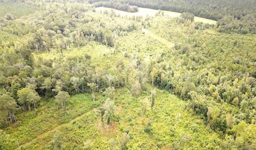 Photo #9 of SOLD property in Off Shippings Road, McKenney, VA 47.5 acres
