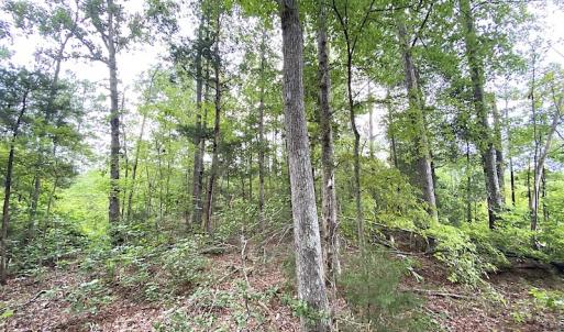 Photo #21 of SOLD property in Off Shippings Road, McKenney, VA 47.5 acres