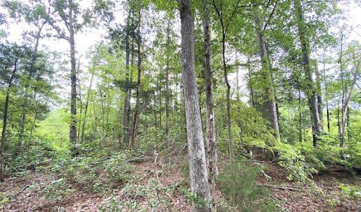 Photo #21 of SOLD property in Off Shippings Road, McKenney, VA 47.5 acres
