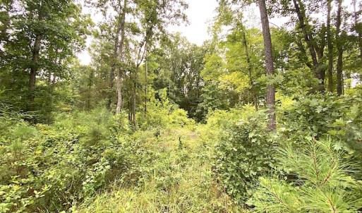 Photo #22 of SOLD property in Off Shippings Road, McKenney, VA 47.5 acres