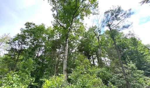 Photo #24 of SOLD property in Off Shippings Road, McKenney, VA 47.5 acres