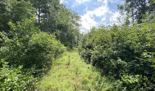 Photo #26 of SOLD property in Off Shippings Road, McKenney, VA 47.5 acres