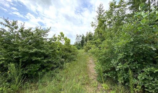 Photo #28 of SOLD property in Off Shippings Road, McKenney, VA 47.5 acres