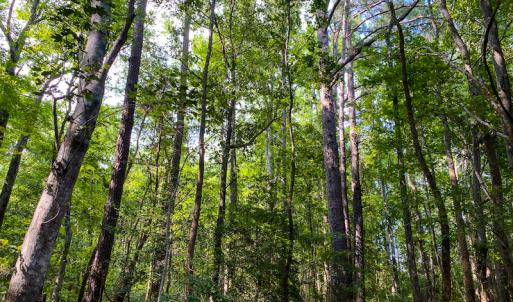 Photo #20 of SOLD property in County Line Road, Manson, NC 6.6 acres