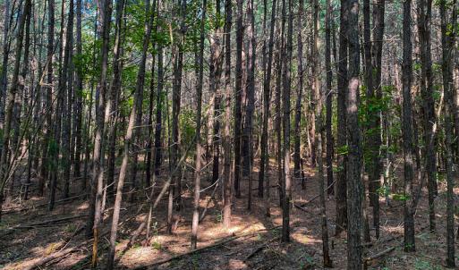 Photo #22 of SOLD property in County Line Road, Manson, NC 6.6 acres