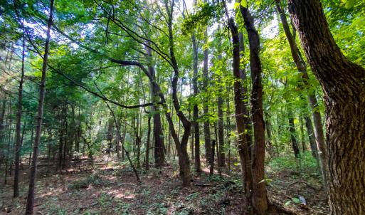 Photo #2 of SOLD property in County Line Road, Manson, NC 6.6 acres