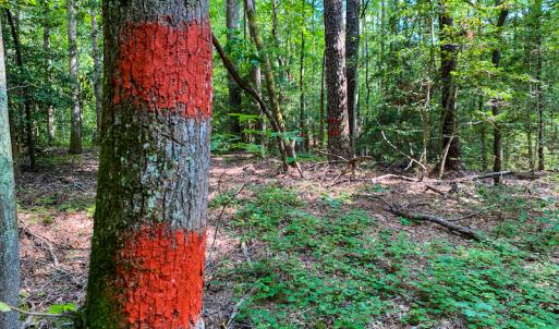 Photo #10 of SOLD property in County Line Road, Manson, NC 6.6 acres