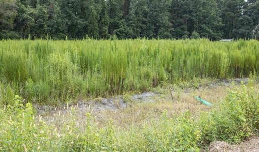 Photo #16 of SOLD property in Off Cecil-Odie Road, Clinton, NC 11.0 acres