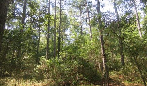 Photo #64 of SOLD property in 27500 NC 210 Hwy E, Currie, NC 330.0 acres