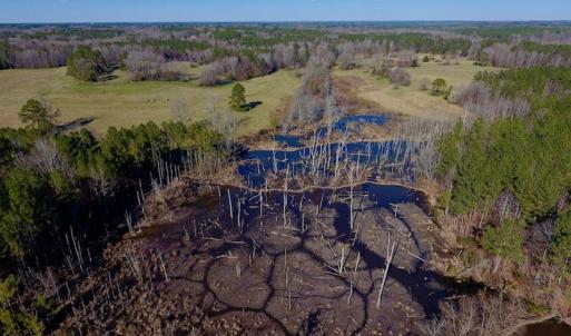 Photo #22 of SOLD property in Off Lynch Road, Hollister, NC 271.9 acres