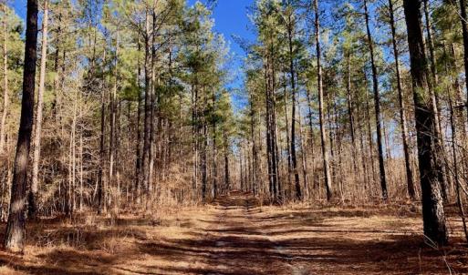 Photo #31 of SOLD property in Off Lynch Road, Hollister, NC 271.9 acres