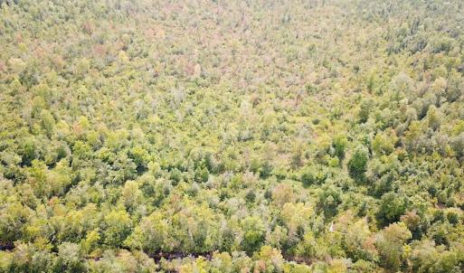Photo #7 of SOLD property in Off Okelly Road, Suffolk, VA 113.0 acres