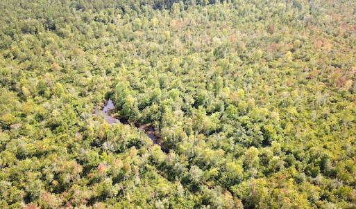 Photo #8 of SOLD property in Off Okelly Road, Suffolk, VA 113.0 acres