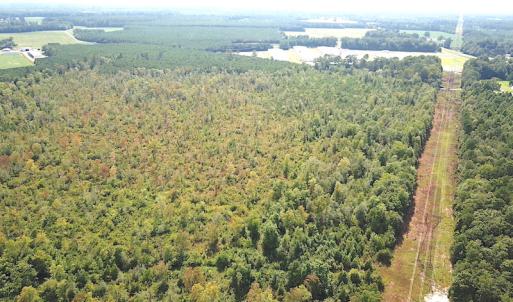Photo #13 of SOLD property in Off Okelly Road, Suffolk, VA 113.0 acres