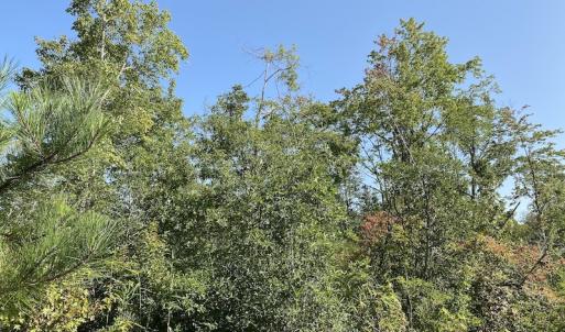 Photo #20 of SOLD property in Off Okelly Road, Suffolk, VA 113.0 acres
