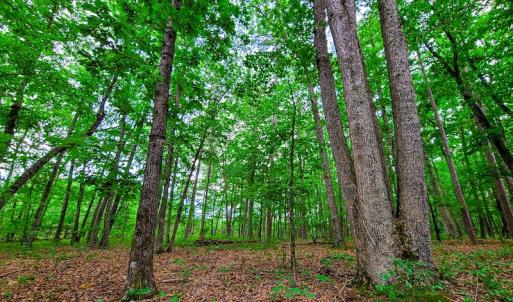 Photo #19 of SOLD property in Adkins Lane, Gretna, VA 13.0 acres