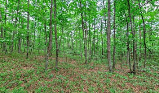 Photo #21 of SOLD property in Adkins Lane, Gretna, VA 13.0 acres