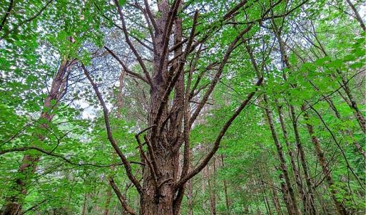 Photo #22 of SOLD property in Adkins Lane, Gretna, VA 13.0 acres