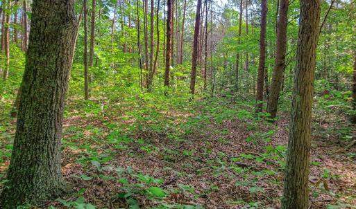 Photo #28 of SOLD property in Adkins Lane, Gretna, VA 13.0 acres