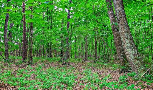 Photo #20 of SOLD property in Adkins Lane, Gretna, VA 13.7 acres