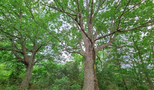 Photo #24 of SOLD property in Adkins Lane, Gretna, VA 13.7 acres