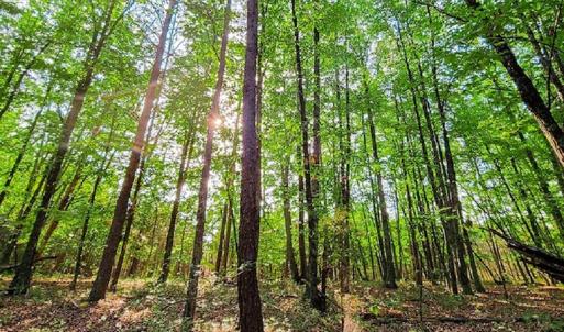 Photo #28 of SOLD property in Adkins Lane, Gretna, VA 13.7 acres