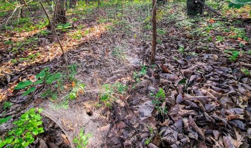 Photo #29 of SOLD property in Adkins Lane, Gretna, VA 13.7 acres