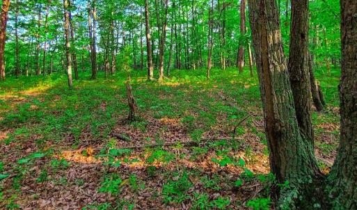 Photo #30 of SOLD property in Adkins Lane, Gretna, VA 13.7 acres