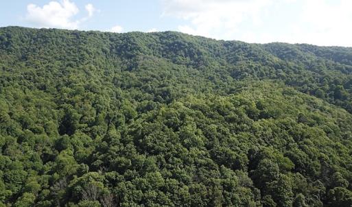 Photo #11 of SOLD property in Off Nebo Mountain Road, Ceres, VA 86.3 acres