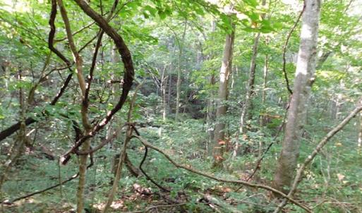 Photo #13 of SOLD property in Off Nebo Mountain Road, Ceres, VA 86.3 acres