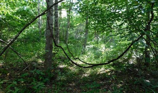 Photo #14 of SOLD property in Off Nebo Mountain Road, Ceres, VA 86.3 acres