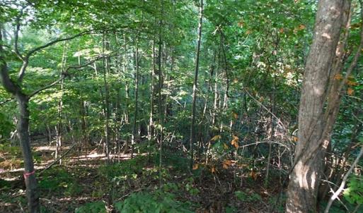 Photo #15 of SOLD property in Off Nebo Mountain Road, Ceres, VA 86.3 acres